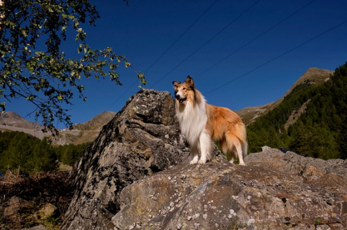 Zobrazit detail akce: Lassie: Nová dobrodružství