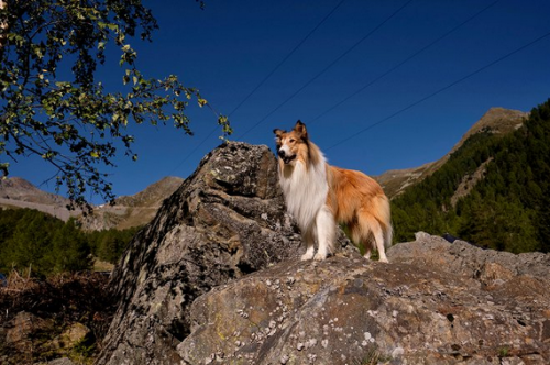 Zobrazit detail akce: Letní kino - Lassie: Nová dobrodružství