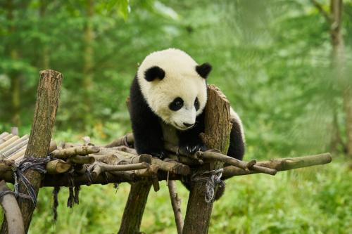 Zobrazit detail akce: Panda a já (FKS)