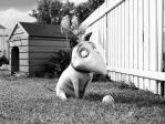 Zobrazit detail akce: Frankenweenie: Domácí mazlíček /3D/ (Pro děti)