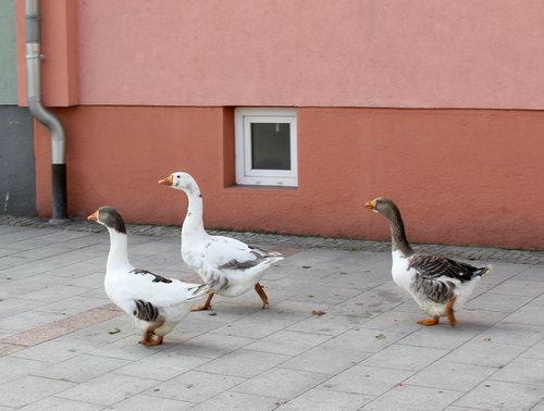  - zvětšit